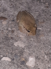 Osteopilus dominicensis