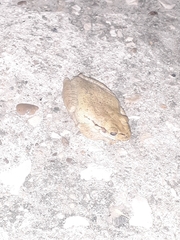 Osteopilus dominicensis