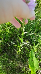 Physostegia intermedia