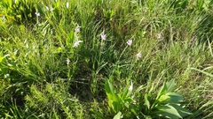 Physostegia intermedia