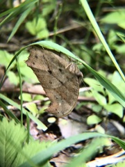 Melanitis phedima oitensis