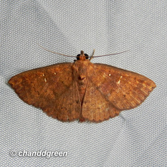 Sarobides inconclusa