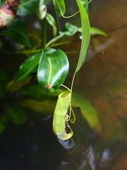 Nepenthes mirabilis