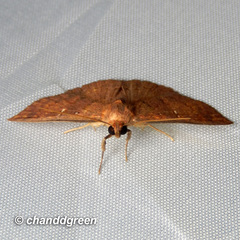 Sarobides inconclusa