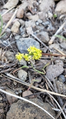 Lomatium stebbinsii
