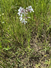 Phlox pilosa pilosa