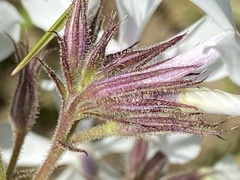 Phlox pilosa pilosa
