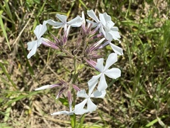 Phlox pilosa pilosa