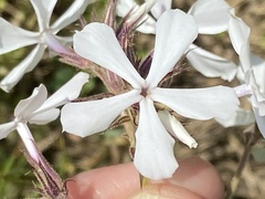 Phlox pilosa pilosa