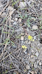 Lomatium stebbinsii
