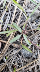 Lomatium stebbinsii