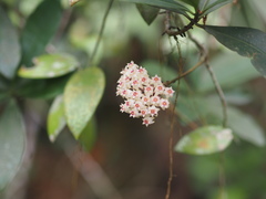 Hoya