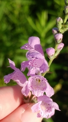Physostegia intermedia