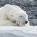 Polar Bear - Photo (c) Morten Ross, some rights reserved (CC BY-NC), uploaded by Morten Ross