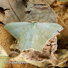 Maxates quadripunctata-subtaminata-submacularia
