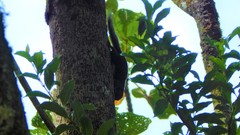 Microsciurus