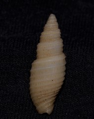 Domiporta circula