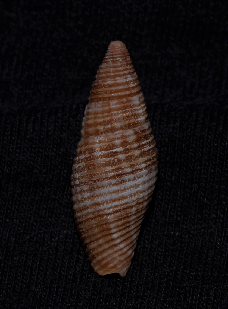Gemmulimitra