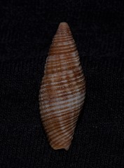 Gemmulimitra avenacea