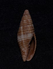 Gemmulimitra avenacea