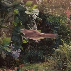Pycnonotus goiavier