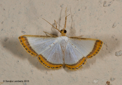 Leuciris