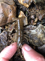 Cambarus bartonii cavatus