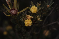 Leucadendron nitidum