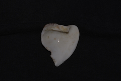 Laevistrombus canarium