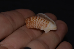 Laevistrombus canarium