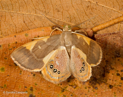 Opisthoxia trimaculata
