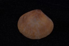 Gafrarium australe