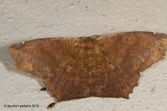 Paragonia cruraria
