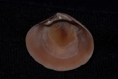 Gafrarium australe