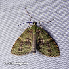 Sauris purpurotincta