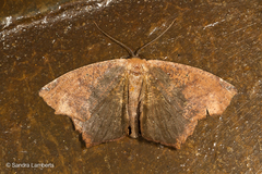 Paragonia cruraria