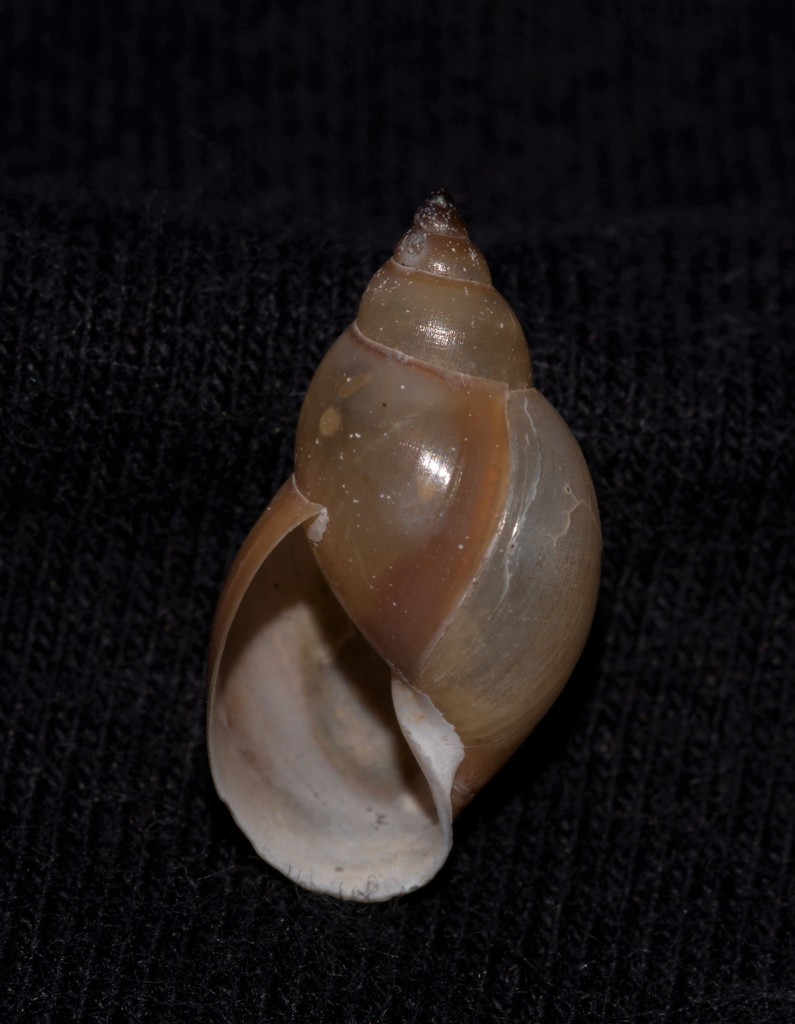 Glyptophysa novahollandica