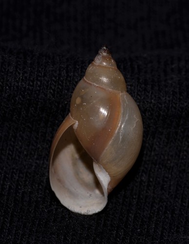 Glyptophysa novaehollandica (Bowdich, 1822)