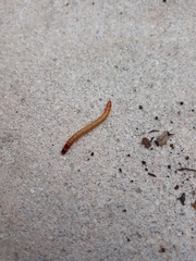 Coleoptera