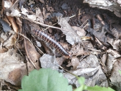 Semionellus placidus