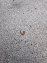 Coleoptera