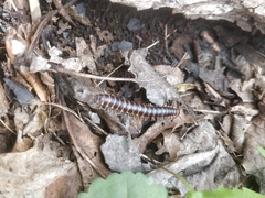 Semionellus placidus