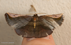 Sphacelodes quadrilineata