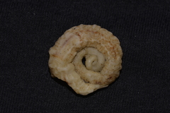Vermetoidea