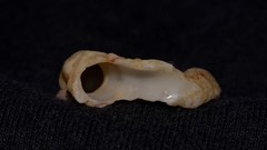 Vermetoidea