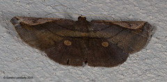Sphacelodes quadrilineata