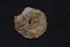 Vermetoidea