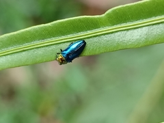 Endelus cupido