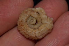Vermetoidea