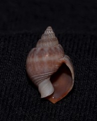 Nassarius graphiterus